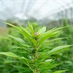 Welcome to the premier destination for THC chocolate and all things cannabis in the heart of Prague