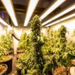 Prague Cannabis Culture: Where to Buy Marijuana, Weed, and Hemp