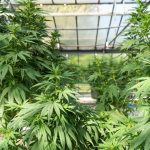 THC Joints Your Premier Cannabis Destination in Prague img-2323.jpg