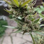 Prague’s Cannabis Scene