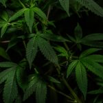 Ultimate Guide to THC Vape Options in Prague