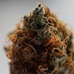 Premium THC Chocolate and Cannabis Edibles Delivered to Your Doorstep in Prague