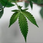Prague is rapidly becoming a hub for hemp‑friendly dining and drinking img-2372.jpg