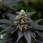 Prague has become a vibrant hub for cannabis enthusiasts img-2395.jpg
