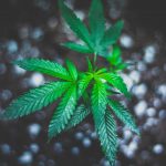 Prague Cannabis Shop: THC Chocolate and More