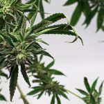 Prague’s Vibrant Nightlife and Cosmopolitan Culture Have Made It a Hub for Cannabis Enthusiasts img-2409.jpg