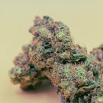 Prague Cannabis Store – Online Cannabis Chocolate Delivery