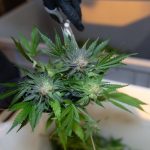 Prague Hemp Shop – Buy Cannabis, Marijuana, Hemp, THC, and Weed Online