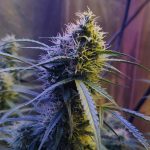 Prague’s Cannabis Scene: New Vape Regulations and THC Vape Menu