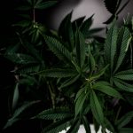 Why Prague is the Ideal Destination for Cannabis Enthusiasts