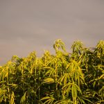 Premium THC Vape Products in Prague