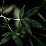 THC joint shop top rated