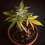 Prague Vape Shop: Your One-Stop Destination for THC, CBD, and Hemp Vapes