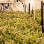 Looking for a reliable cannabis dispensary in the heart of Prague’s historic New Town district?
