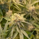 Premier Destination for THC Vape and All‑Things Cannabis in Prague img-2519.jpg