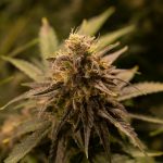 Ultimate Guide to THC Chocolate in Prague