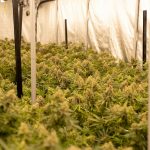THC Chocolate Delivery in Prague: Legal, Safe, and Convenient