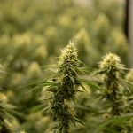 Looking for a reliable‚ affordable way to get high‑quality cannabis‚ marijuana‚ hemp‚ or THC products right to your doorstep in Prague? img-2539.jpg