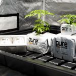 Cannabis in Prague: Legal Status and Buying Guide