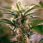 Ultimate Guide to Prague Cannabis Shop Scene