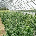 Prague Cannabis Delivery: Fast Shipping and Premium THC Products
