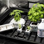 Prague’s Cannabis Delivery Service