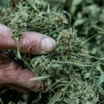 Prague is rapidly becoming a hub for high‑quality hemp and cannabis products