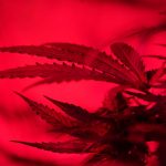 Welcome to the Premier Prague Cannabis Shop
