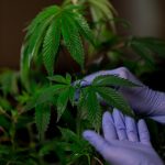 Discreet Cannabis Delivery in Downtown Prague