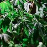 Welcome to the ultimate guide for anyone looking to explore the world of THC‑infused chocolate in Prague, Czech Republic img-280.jpg