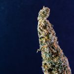 Ultimate Guide to Buying THC Vape in Prague
