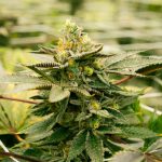 Prague’s thriving cannabis scene is now more accessible than ever thanks to a network of top rated delivery providers that specialize in hemp, cannabis, CBD, and even THC products img-2862.jpg