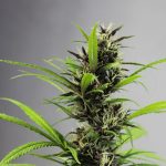 Premium THC Vapes in Prague img-2897.jpg