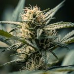 Prague THC Vape Guide: Legal, Safety, and Shopping Tips