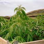Hemp Shop Prague