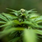 Welcome to the premier hemp supplier online shop in Prague