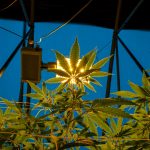 Buy Cannabis Online in Prague