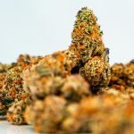 Welcome to Prague’s premier destination for high‑quality cannabis, weed, hemp, and THC products