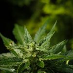 Welcome to the ultimate guide for travelers who want to explore the vibrant cannabis scene in Prague img-3.jpg