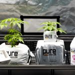 Prague weed shop