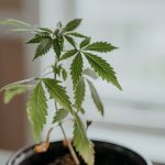 Fast and Discreet THC Joints Delivery in Prague