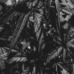 Prague Weed Delivery Service