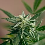 Looking for the best THC vape options in Prague?