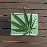 Welcome to the most comprehensive guide to THC chocolates and cannabis edibles in Prague