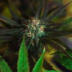 Welcome to Prague’s premier online shop for high‑quality, lab‑tested cannabis products