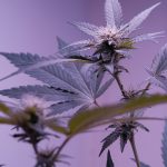 Welcome to the heart of Prague’s growing cannabis scene – a modern THC vape store that blends style, quality, and accessibility