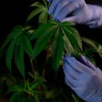 Prague’s cannabis scene is growing fast