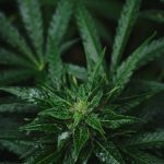 Prague cannabis shop deals