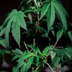 Prague cannabis price