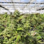 THC Joints in Prague – Buy High-Quality Cannabis Online
